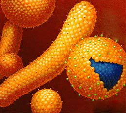 вирус гепатита - модель